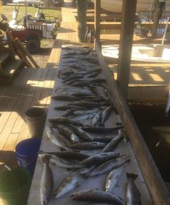 Three fish caught in Theriot during fishing