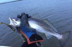 Two fish caught while fishing in LA