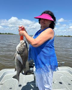 Massive black drum fish caught in Theriot