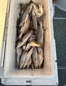 Six spotted weakfish caught in Theriot