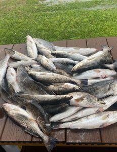 6 spotted weakfish caught while fishing in Theriot