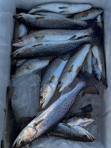 9 spotted weakfish caught while fishing in LA