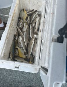 4 spotted weakfish caught in Theriot