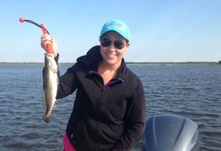Spotted Weakfish caught while fishing at Theriot