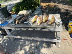 Three fish caught while fishing in Theriot