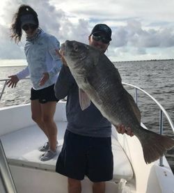 Goliath Grouper in Apalachicola Bay