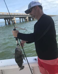 Sheepshead in St. George Island