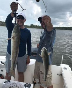 Redfish in St. George Island