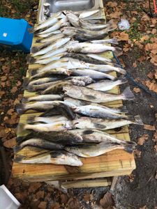 Five fish caught in Apalachicola