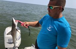 Blacktip shark being tagged during fishing research in Apalachicola FL waters