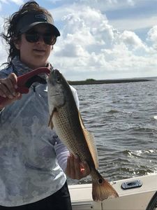 A redfish measuring 16 inches caught while fishing in Apalachicola