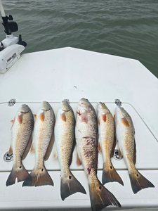6 redfish caught while fishing in TX