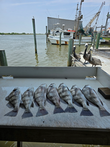 7 black drum fish caught while fishing at Point Comfort