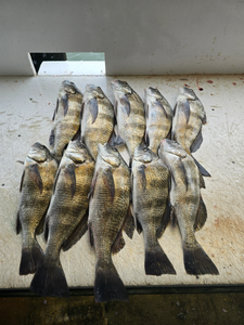 8 black drum fish caught in TX