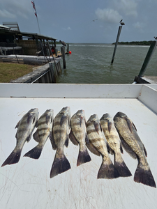 Four black drum fish caught in TX