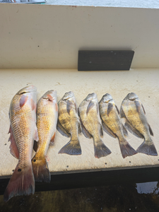 Black drum fish caught while fishing in TX