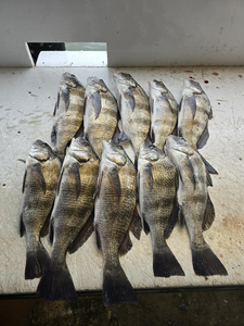 8 black drum fish caught at Point Comfort