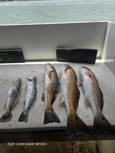 5 redfish and spotted weakfish caught while fishing in Point Comfort