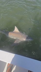 Dusky Smooth-Hound fish caught while fishing in Point Comfort