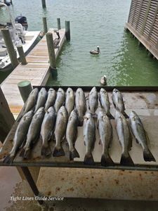Eleven spotted weakfish caught in Point Comfort