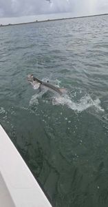 One fish caught in TX