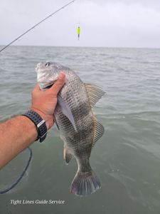 Black drum fish caught while fishing in Point Comfort TX waters