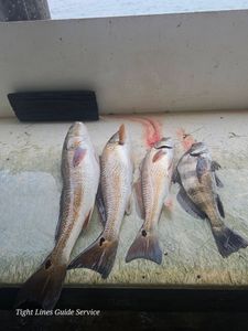 Four fresh caught fish including black drum and redfish laid out on boat deck in Point Comfort TX