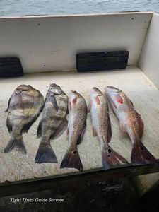 Five freshly caught fish including redfish, sheepshead, and black drum laid out on boat deck at Point Comfort TX