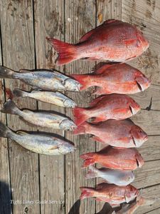 Fresh caught red snapper and squeteague fish displayed on wooden dock in Point Comfort TX