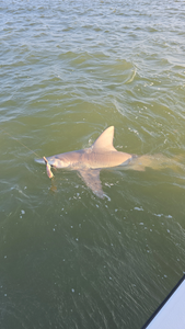 Sandbar Shark caught while fishing in TX