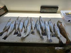 9 spotted weakfish caught at Point Comfort