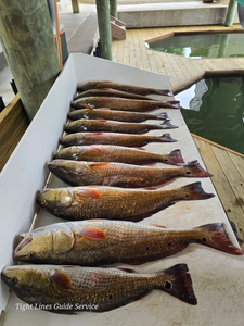 Three redfish caught while fishing in TX