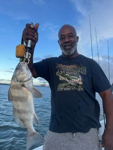 Black drum fish caught on fishing trip in Port Arthur TX waters