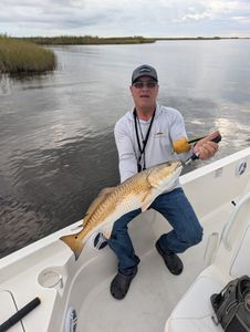 Redfish caught on fishing boat in Port Arthur TX waters with marsh grass visible in background