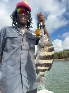 Sheepshead fish caught while fishing in Port Arthur TX waters