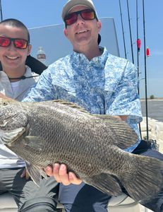 Tripletail fish catch on fishing boat in Port Arthur TX