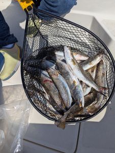 Fresh caught speckled trout in fishing net on boat deck in Port Arthur TX