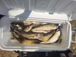 Three fish caught while fishing in Dunkirk