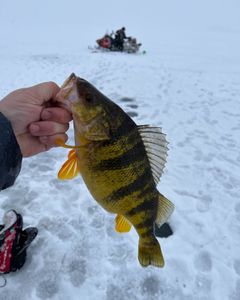 A single angler fishing at the Lakeside Marblehead location