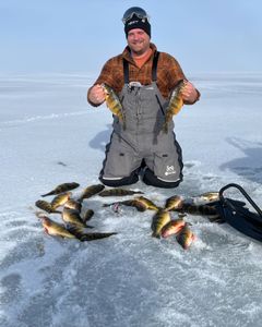 Three 10-inch fish caught while fishing at Lakeside Marblehead