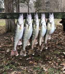 Four fish caught at the lakeside in Marblehead