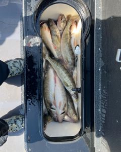 3 big fish caught in OH