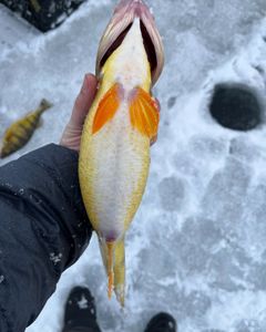 Fishing excursion in OH