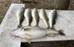 5 fish caught fishing in OH