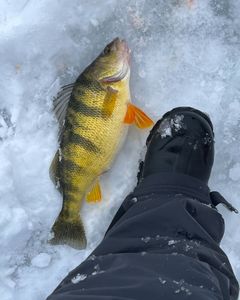 One person fishing in Ohio