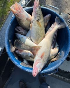 3 fish caught in OH