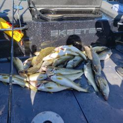 5 fish caught at lakeside marblehead