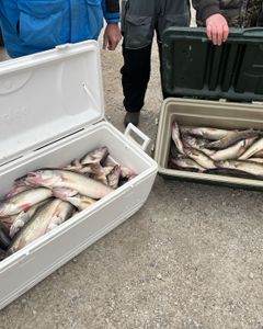 A photograph of two fish caught at Lakeside Marblehead while fishing.