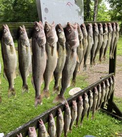 9 fish caught lakeside in marblehead