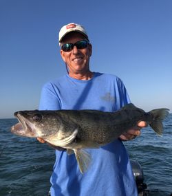 Pike-Perch - Fishing in OH